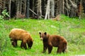 Brown Bears Royalty Free Stock Photo