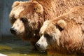Brown Bears Royalty Free Stock Photo