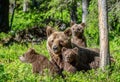 Brown bears. She-bear and bear-cubs in the summer forest. Green forest natural background.