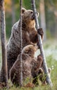 Brown bears. She-bear and cubs stands on its hind legs. Scientific name: Ursus Arctos  Brown Bear. Green natural background. Royalty Free Stock Photo