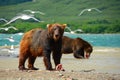 Brown bears eating wild salmon
