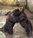 Brown bears fighting Royalty Free Stock Photo