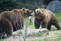 Brown bears fighting