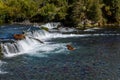 Brown bears fishing for salmon in the Brooks River, above and below Brooks Falls, Katmai National Park, Alaska, USA Royalty Free Stock Photo