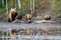 Brown Bears, in Kuusamo region, Finland Royalty Free Stock Photo