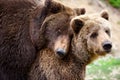 Brown bears mating in the spring forest Royalty Free Stock Photo