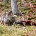 Brown bears of the rehabilitation center in Ukraine, rest of two bears, predators in nature. Royalty Free Stock Photo