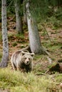 Brown bears of the rehabilitation center in Ukraine, rest of two bears, predators in nature. Royalty Free Stock Photo