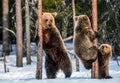 Brown bears stands on its hind legs by and Bear Cubs Climbing a Pine Tree. Royalty Free Stock Photo