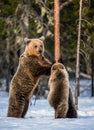 Brown bears stands on its hind legs and Bear Cubs Climbing a Pine Tree. Royalty Free Stock Photo