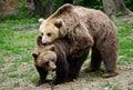 Brown bears