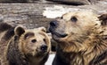Brown bears (Ursus arctos arctos) Royalty Free Stock Photo