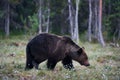 Brown bears Ursus arctos in the forest