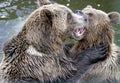 Brown Bears - Ursus arctos pair facing each other, softly playing in the water Royalty Free Stock Photo