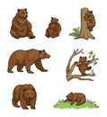 Brown bears - vector illustration Royalty Free Stock Photo