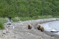 Brown Bears walking on shoreline