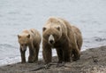 Brown Bears walking on shoreline Royalty Free Stock Photo