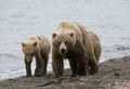 Brown Bears walking on shoreline
