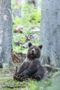 Brown bear sitting in spruce forest playing with branch from tree on a cloudy day.