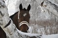 Brown beautiful horse on the background of a fabulous winter forest. I