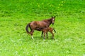 Brown beautiful horse feeding milk foal on a meadow Royalty Free Stock Photo