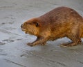 Beaver Walking in Mud