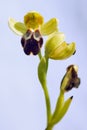 Brown Bee Orchid - Ophrys fusca Royalty Free Stock Photo