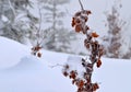 Brown beech leaves in ice Royalty Free Stock Photo