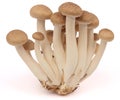 Brown beech mushroom