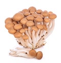 Brown beech mushroom isolated on white background Royalty Free Stock Photo