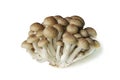 Brown beech mushroom isolated on white
