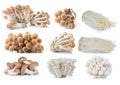 Brown beech mushroom , White beech mushrooms , Shiitake mushroom