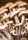 Brown Beech Mushrooms Royalty Free Stock Photo