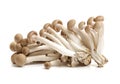 Brown beech mushrooms Hypsizygus marmoreus Royalty Free Stock Photo