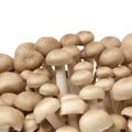 Brown beech mushrooms Hypsizygus marmoreus Royalty Free Stock Photo