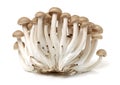 Brown beech mushrooms Hypsizygus marmoreus Royalty Free Stock Photo