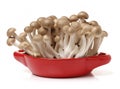 Brown beech mushrooms Hypsizygus marmoreus Royalty Free Stock Photo