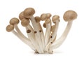 Brown beech mushrooms Hypsizygus marmoreus close Royalty Free Stock Photo