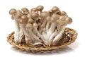 Brown beech mushrooms Hypsizygus marmoreus close Royalty Free Stock Photo