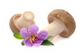 Shimeji mushrooms brown. Royalty Free Stock Photo