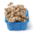 Brown beech mushrooms Hypsizygus marmoreus Royalty Free Stock Photo