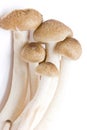 Brown Beech Mushrooms (Hypsizygus Marmoreus). Royalty Free Stock Photo