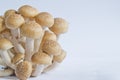 Brown beech mushrooms (Hypsizygus marmoreus) on White Background Royalty Free Stock Photo