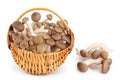 Brown beech mushrooms or Shimeji mushroom in wicker basket isolated on white background with clipping path and full Royalty Free Stock Photo