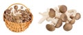 Brown beech mushrooms or Shimeji mushroom in wicker basket isolated on white background with full depth of field. Royalty Free Stock Photo