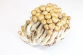 brown beech mushrooms on white background. Shimeji mushroom Royalty Free Stock Photo