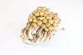 brown beech mushrooms on white background. Shimeji mushroom Royalty Free Stock Photo