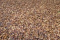 Brown beech tree leaves background on the forest floor