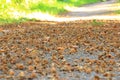 Brown beechnut macro in autumn on floor