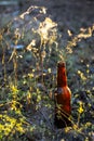 Brown beer bottle in the grass near the spider web Royalty Free Stock Photo